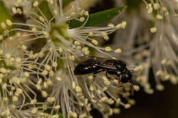 Image of Hylaeus aralis (Cockerell 1916)