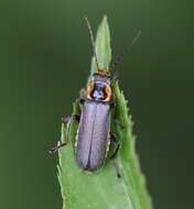 Imagem de Cantharis nigricans