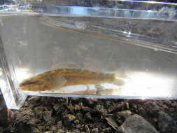 Image of Mud Darter