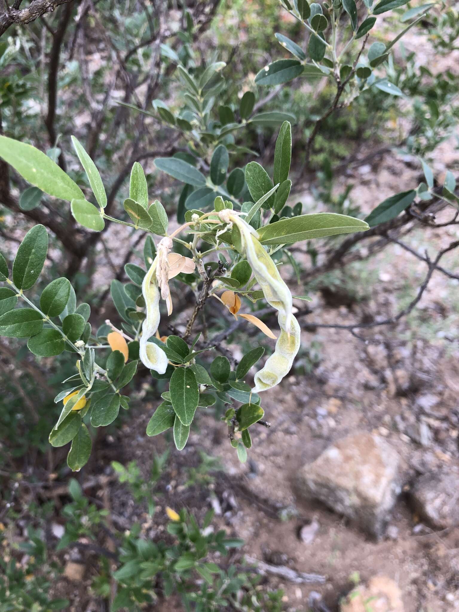 صورة Mundulea sericea subsp. sericea