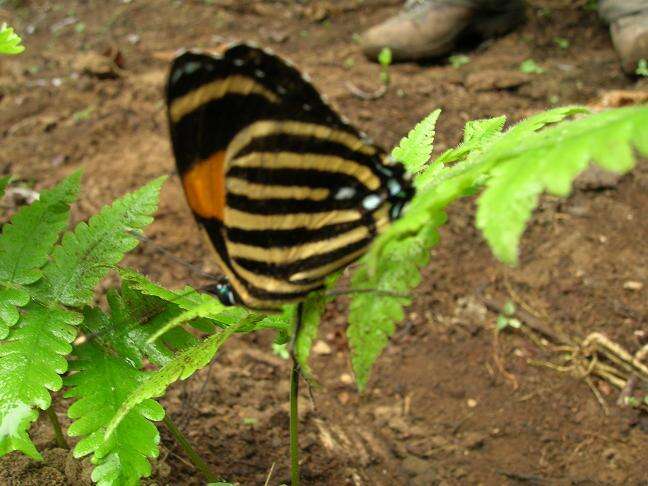 Image of Yellow-banded Eighty-eight