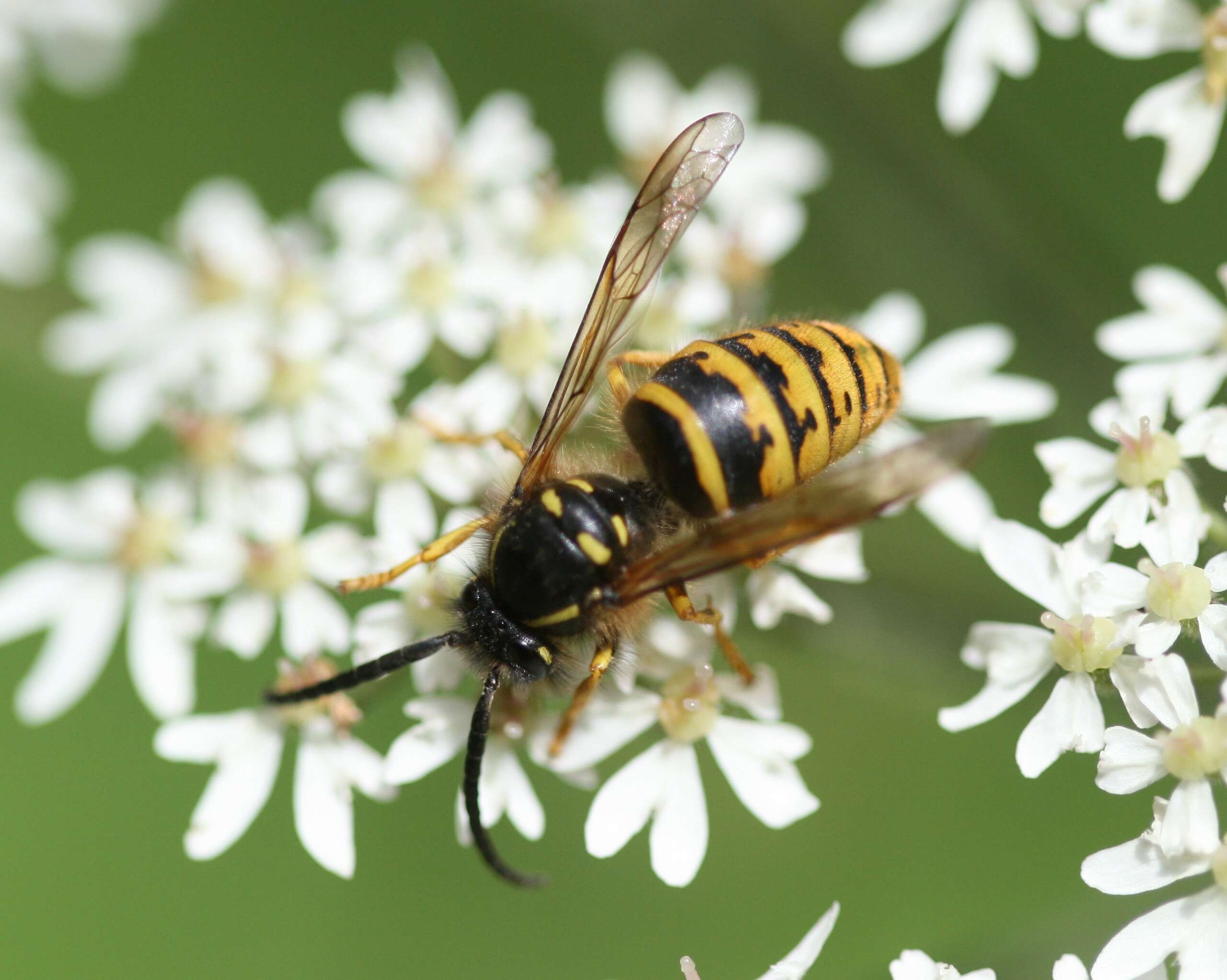 Dolichovespula saxonica (Fabricius 1793)的圖片