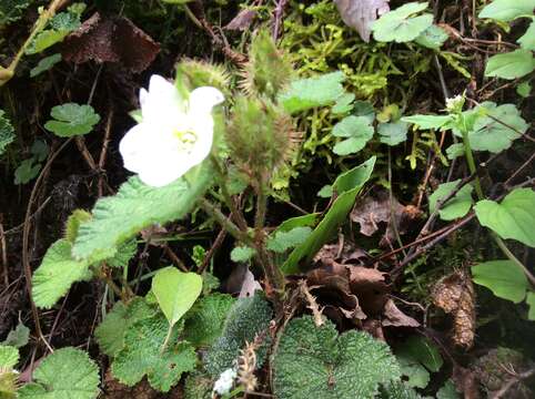 Rubus pectinellus Maxim. resmi