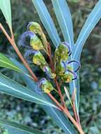 Image of Grevillea venusta R. Br.