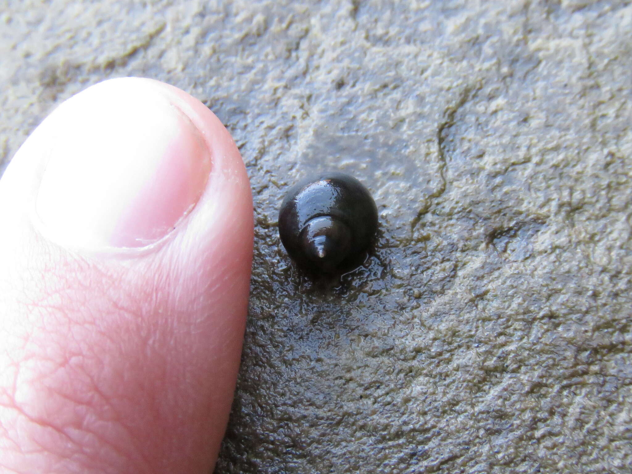 Image of eroded periwinkle