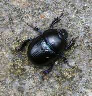 Слика од Geotrupes stercorarius (Linnaeus 1758)