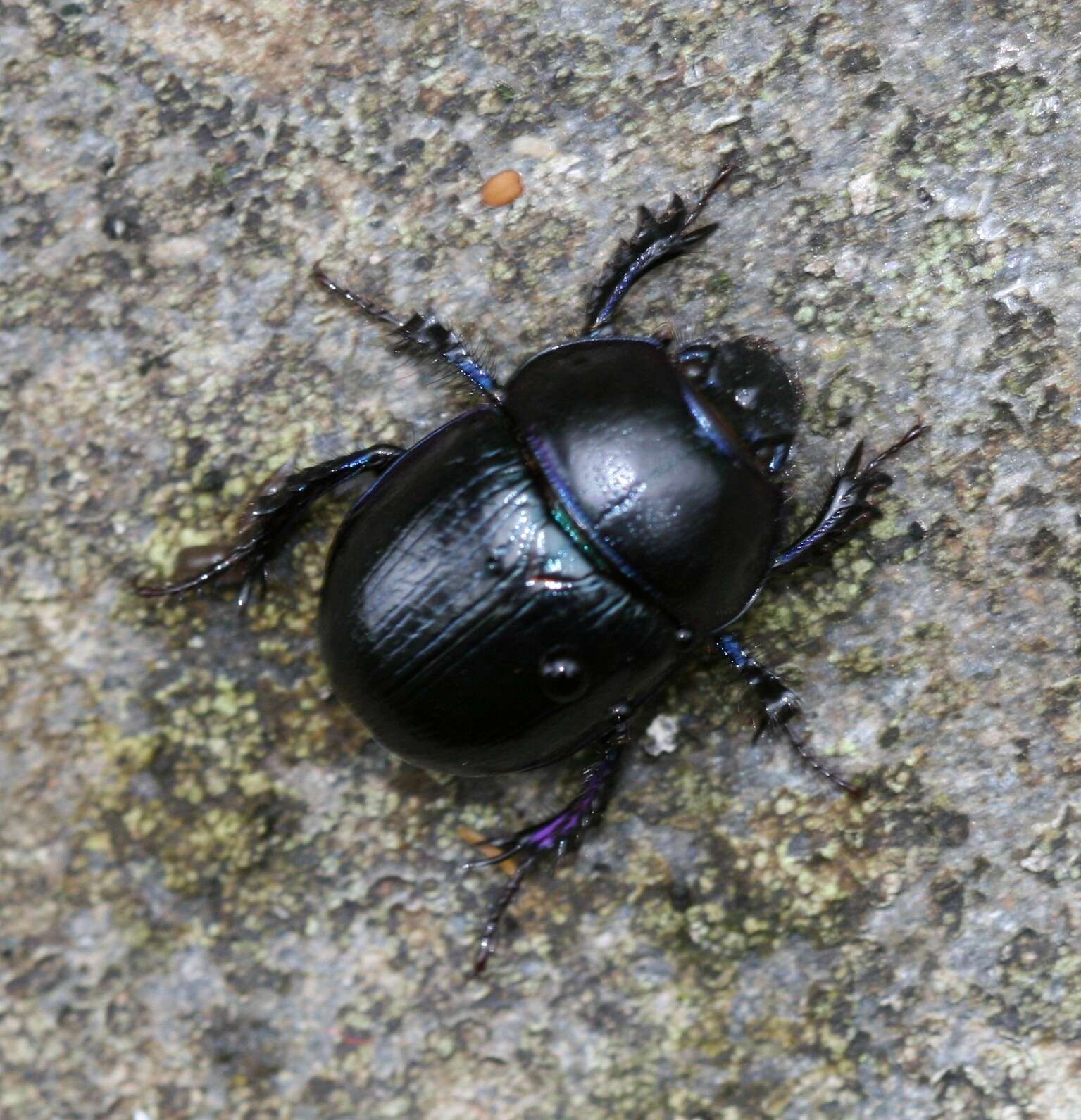 Слика од Geotrupes stercorarius (Linnaeus 1758)