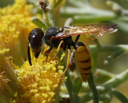 Imagem de Philanthus triangulum (Fabricius 1775)