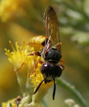 Imagem de Philanthus triangulum (Fabricius 1775)