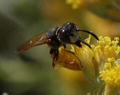 Imagem de Philanthus triangulum (Fabricius 1775)