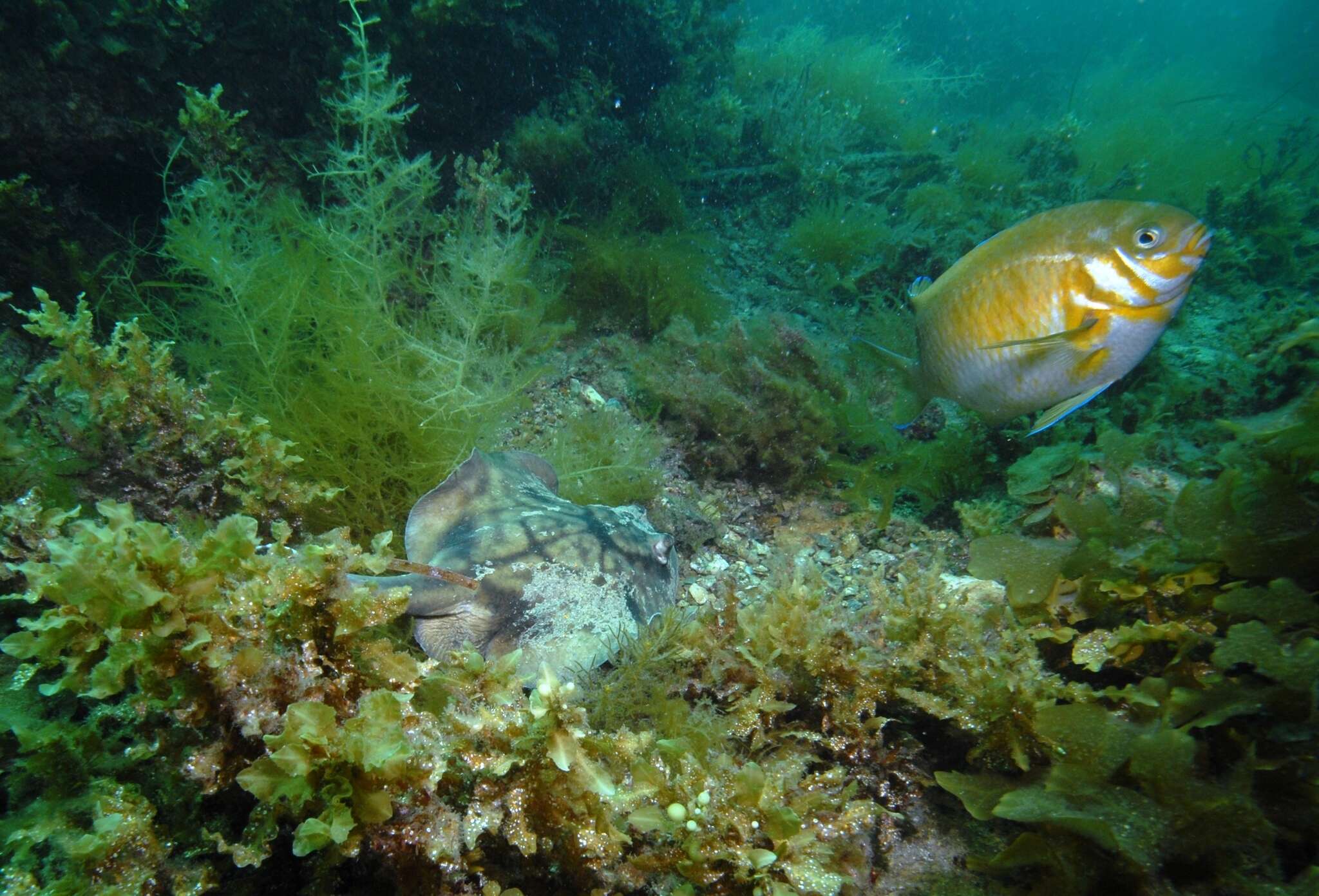 Image of Coastal stingaree