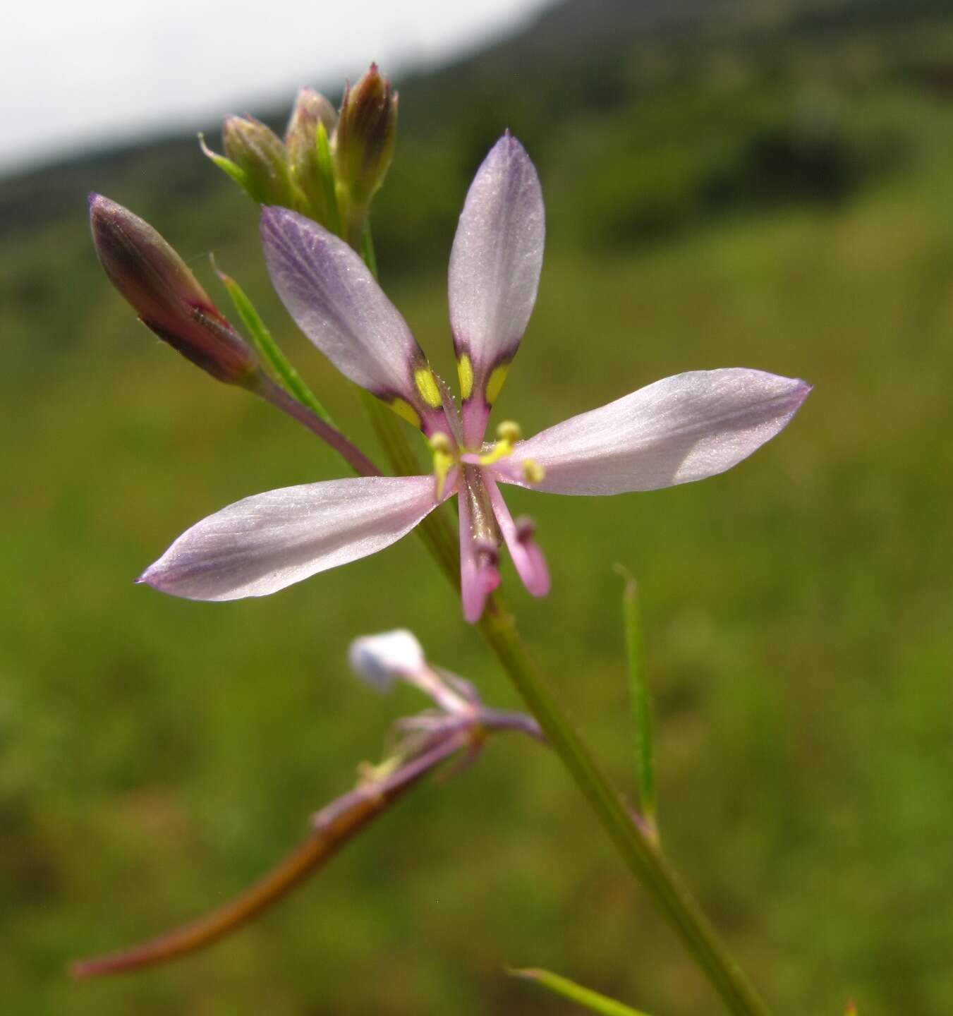 Image of Sieruela conrathii (Burtt Davy) Roalson & J. C. Hall