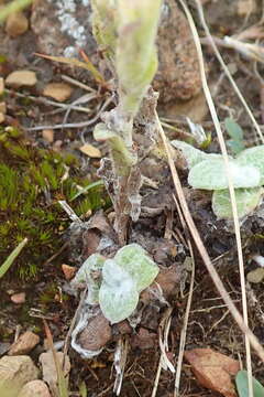 Image of Helichrysum adenocarpum DC.