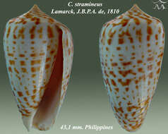 Image of Conus stramineus Lamarck 1810
