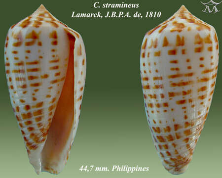 Image of Conus stramineus Lamarck 1810