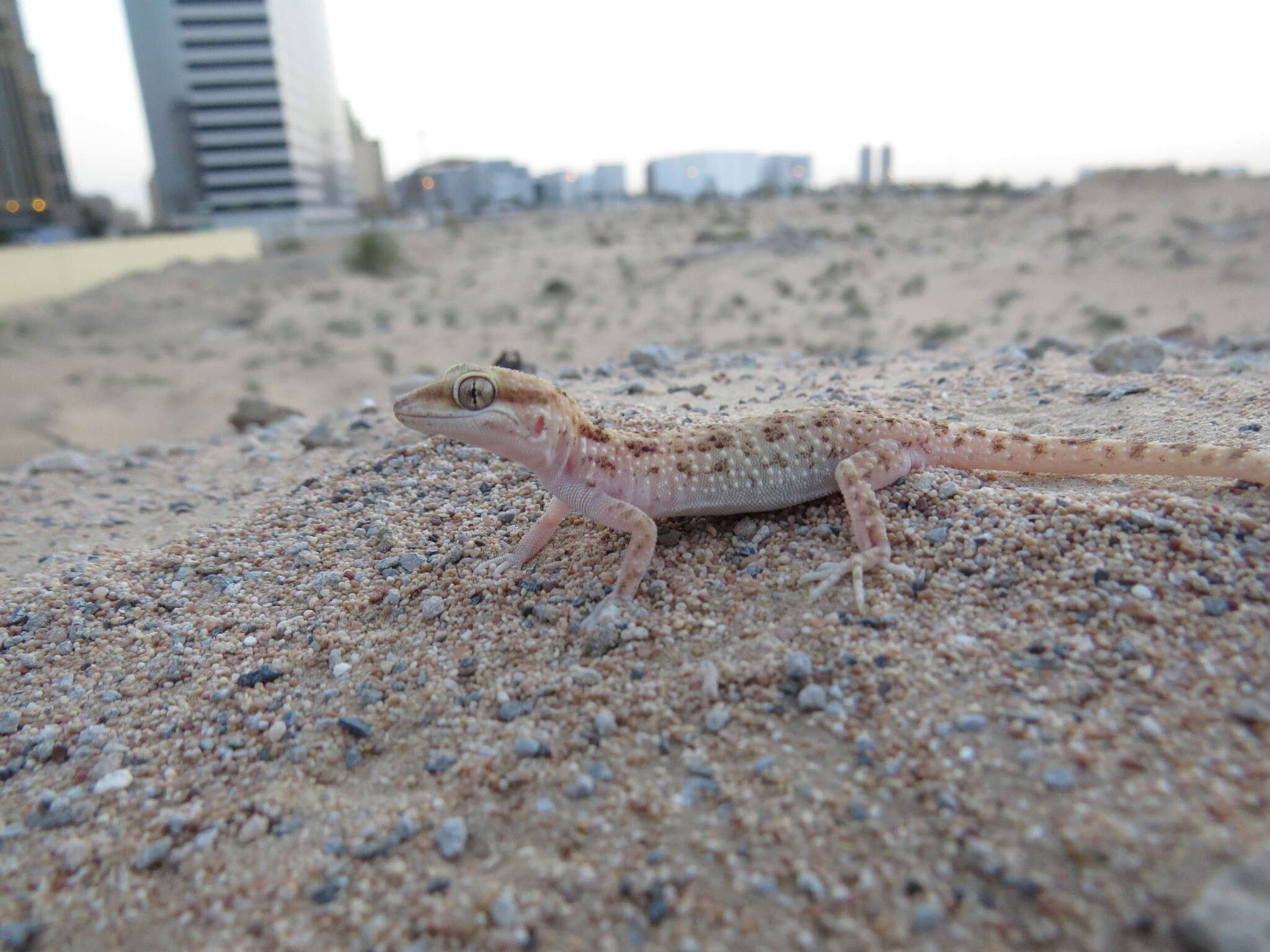 Image of Baiuch Rock Gecko