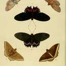 Image of Papilio hyppason Cramer (1775)