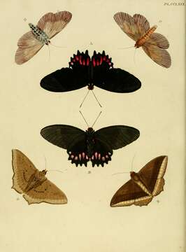 Image of Papilio hyppason Cramer (1775)