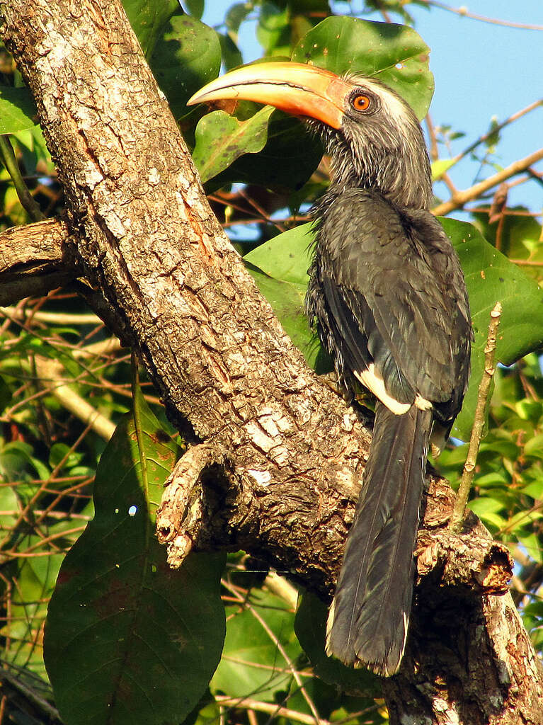 Image of Malabar Grey Hornbill