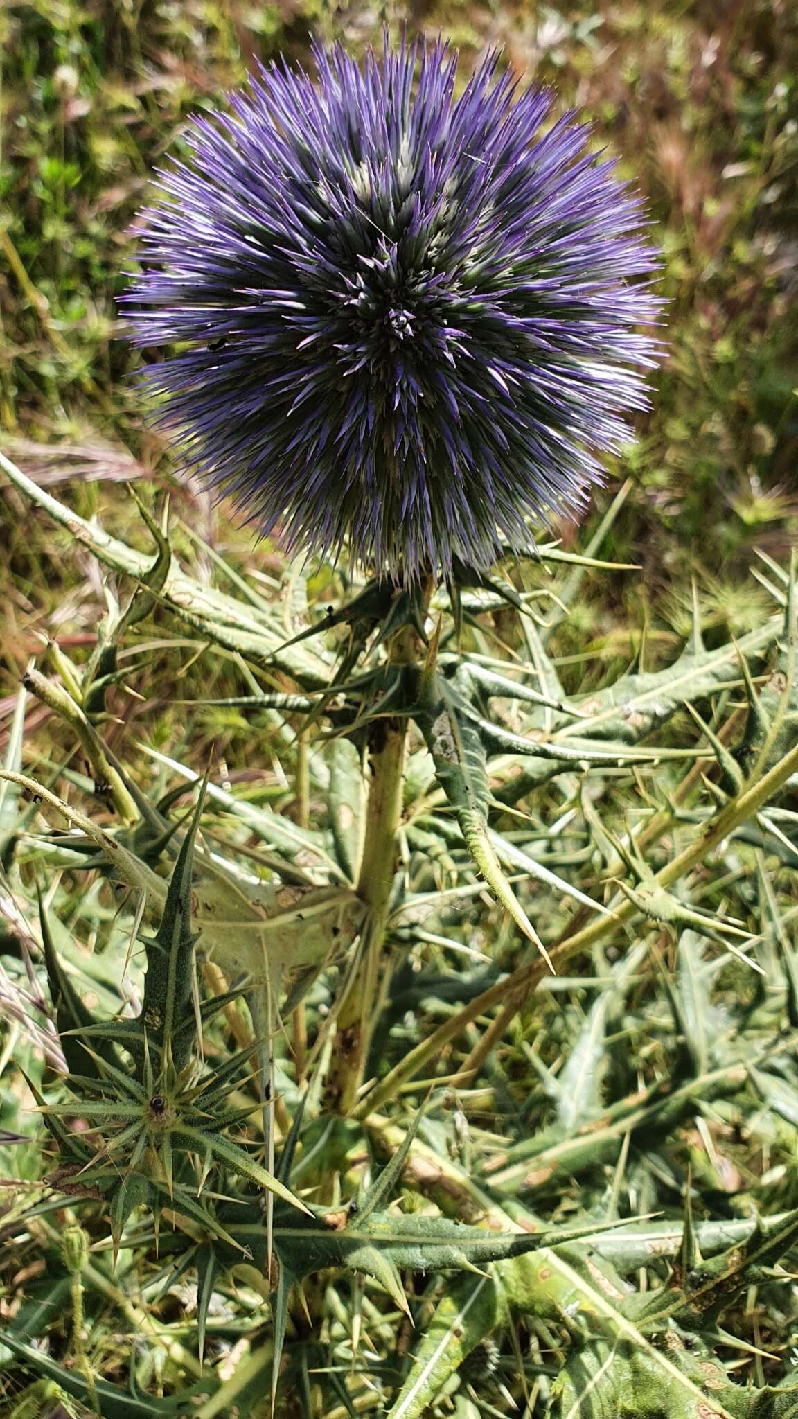 Image de Echinops bovei Boiss.