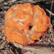 Image of Tremella aurantia Schwein. 1822