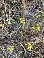 Слика од Genista anglica L.