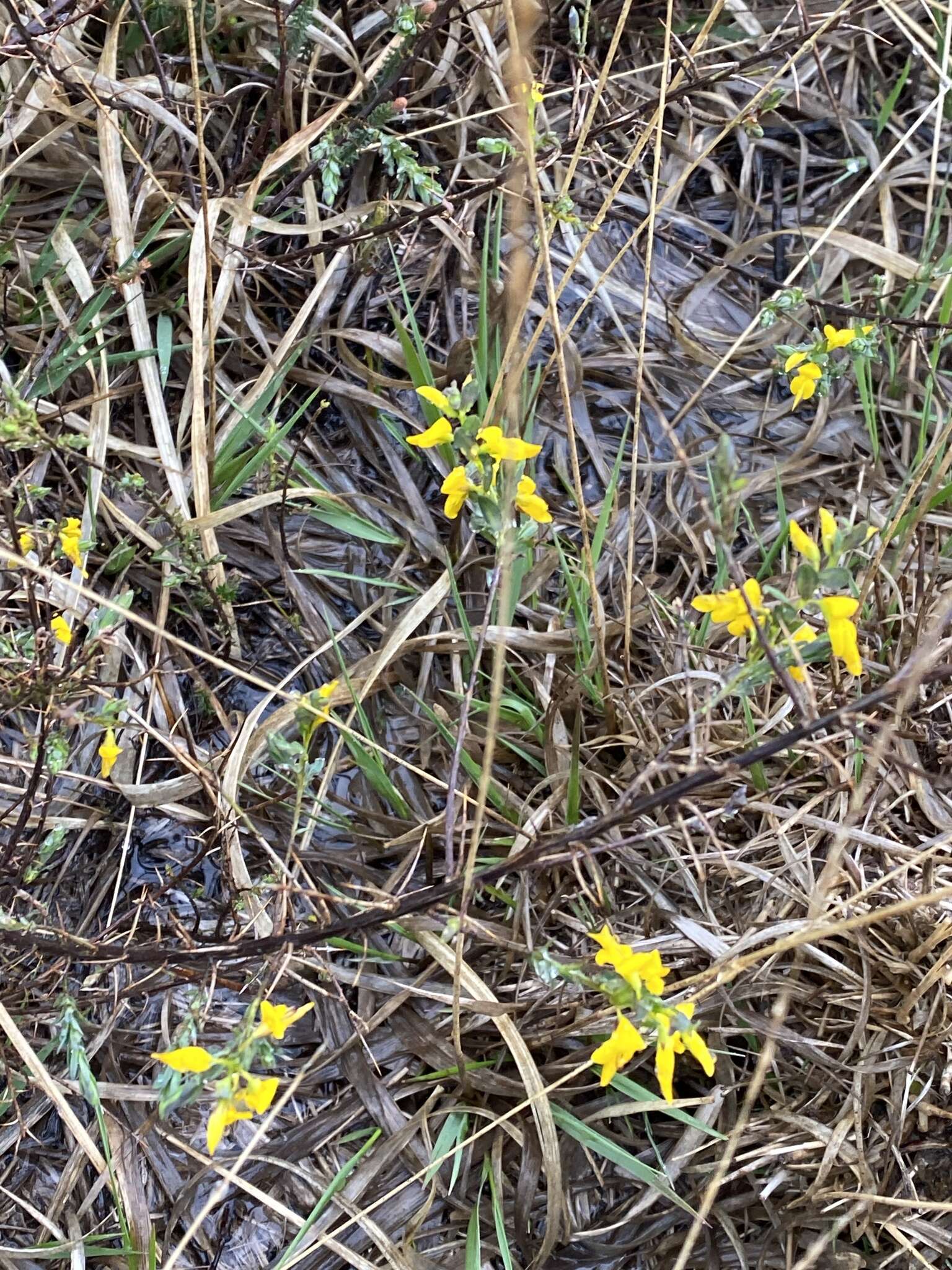 Слика од Genista anglica L.