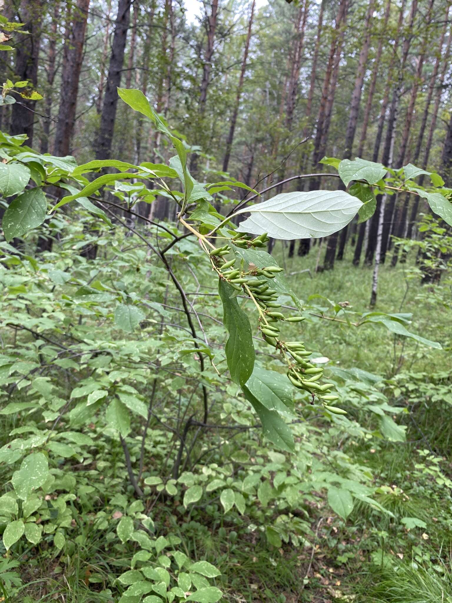 Image of Syringa henryi C. K. Schneid.