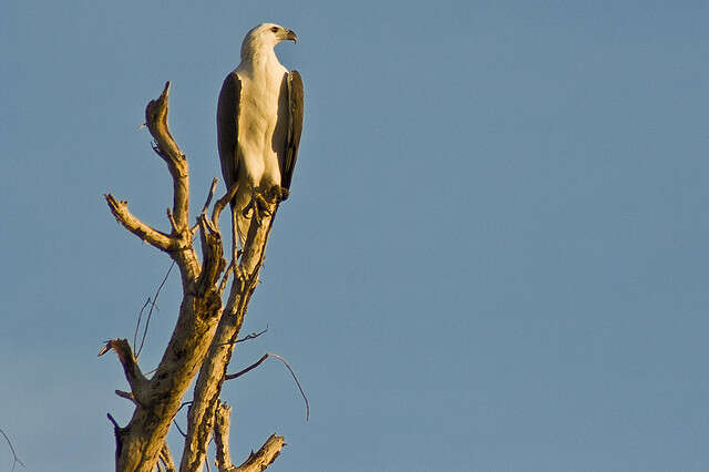 Image of White-bellied Sea Eagle