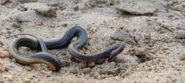 Image of Rainbow Mud Snake