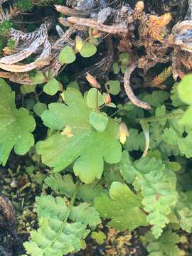 Image of Sierra false coolwort