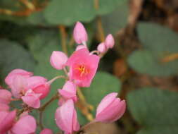 Image of antigonon