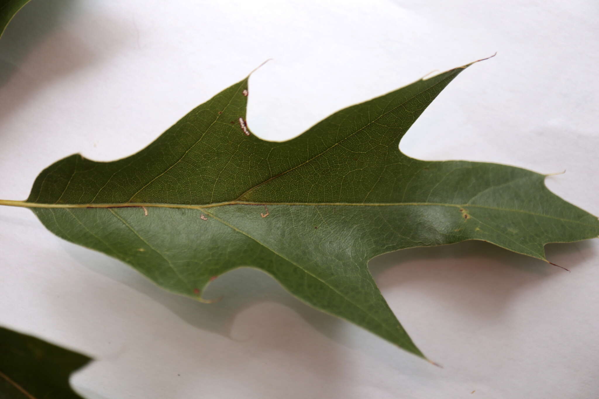 Imagem de Quercus heterophylla F. Michx.