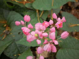 Image of antigonon