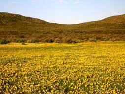 Romulea diversiformis M. P. de Vos的圖片