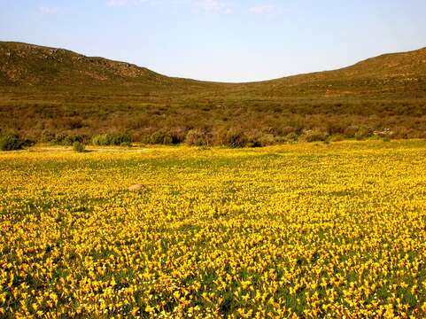 Image of Romulea diversiformis M. P. de Vos