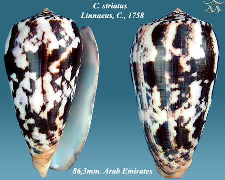 Image of Striated cone snail