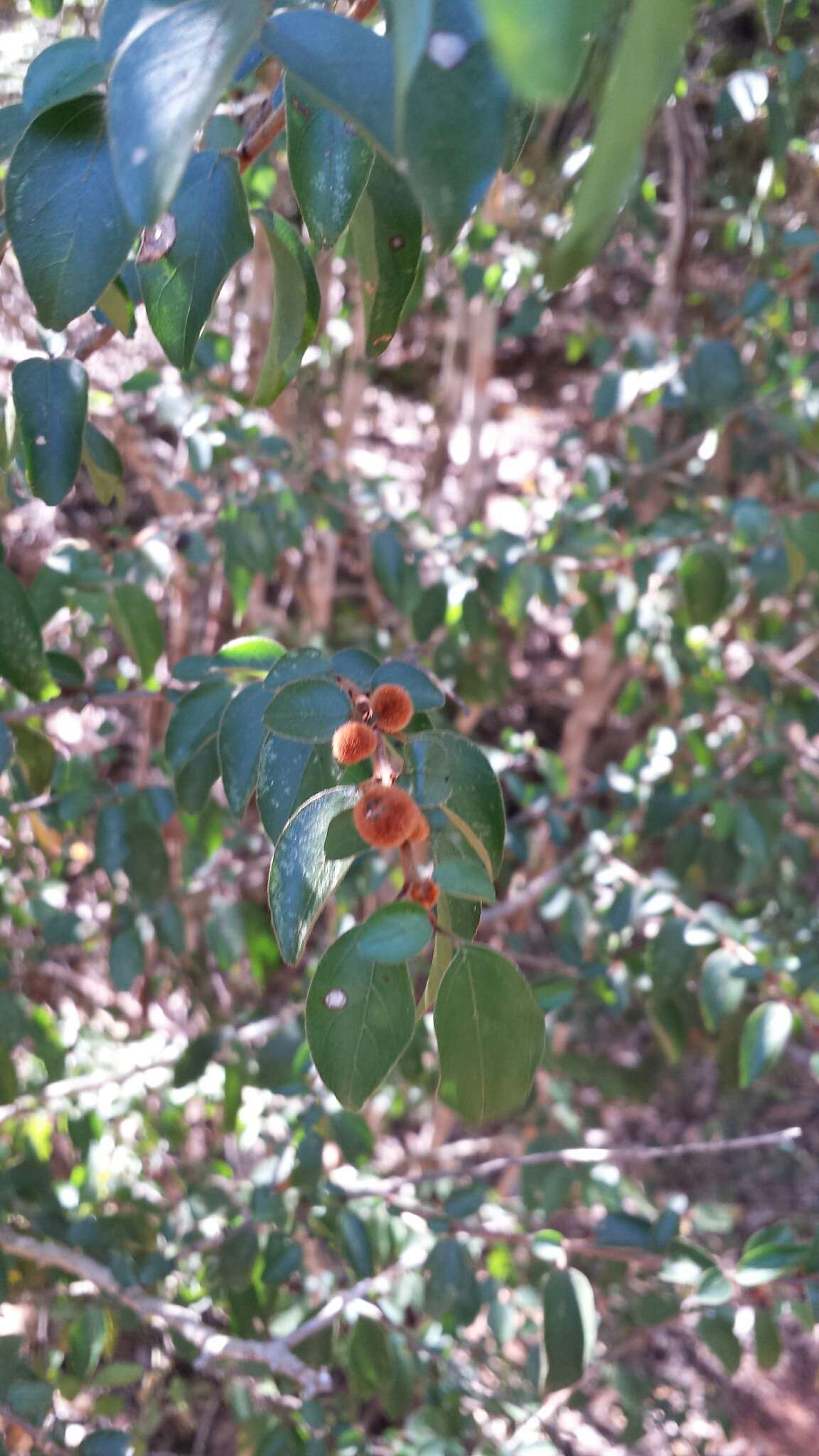 Image of Colubrina alluaudii (H. Perrier) Capuron