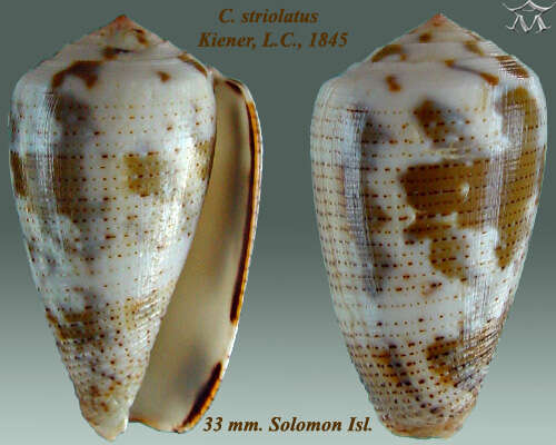 Image of Conus striolatus Kiener 1848