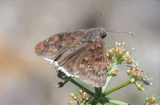 Image of Erynnis tristis tatius (W. H. Edwards 1883)