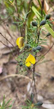 Image of Gompholobium grandiflorum Sm.