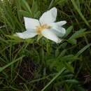 Image of white prairie rose