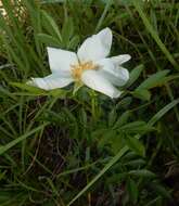 Image of white prairie rose