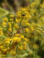 صورة Bupleurum salicifolium subsp. salicifolium