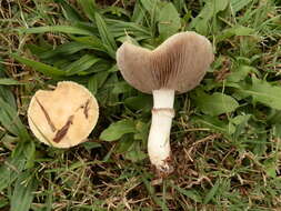 Image of Psilocybe coronilla (Bull.) Noordel. 1995