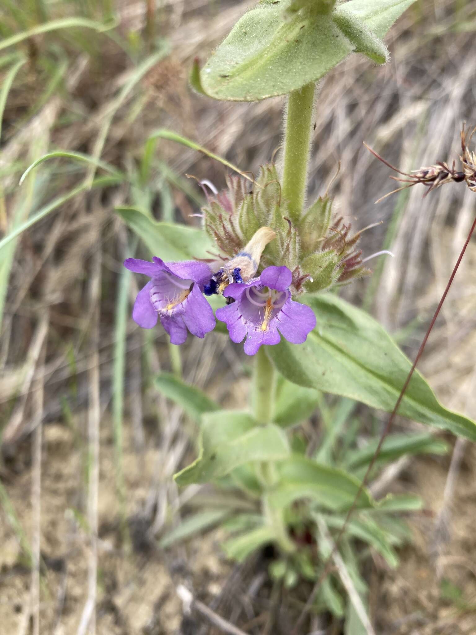 Image of Whited's penstemon