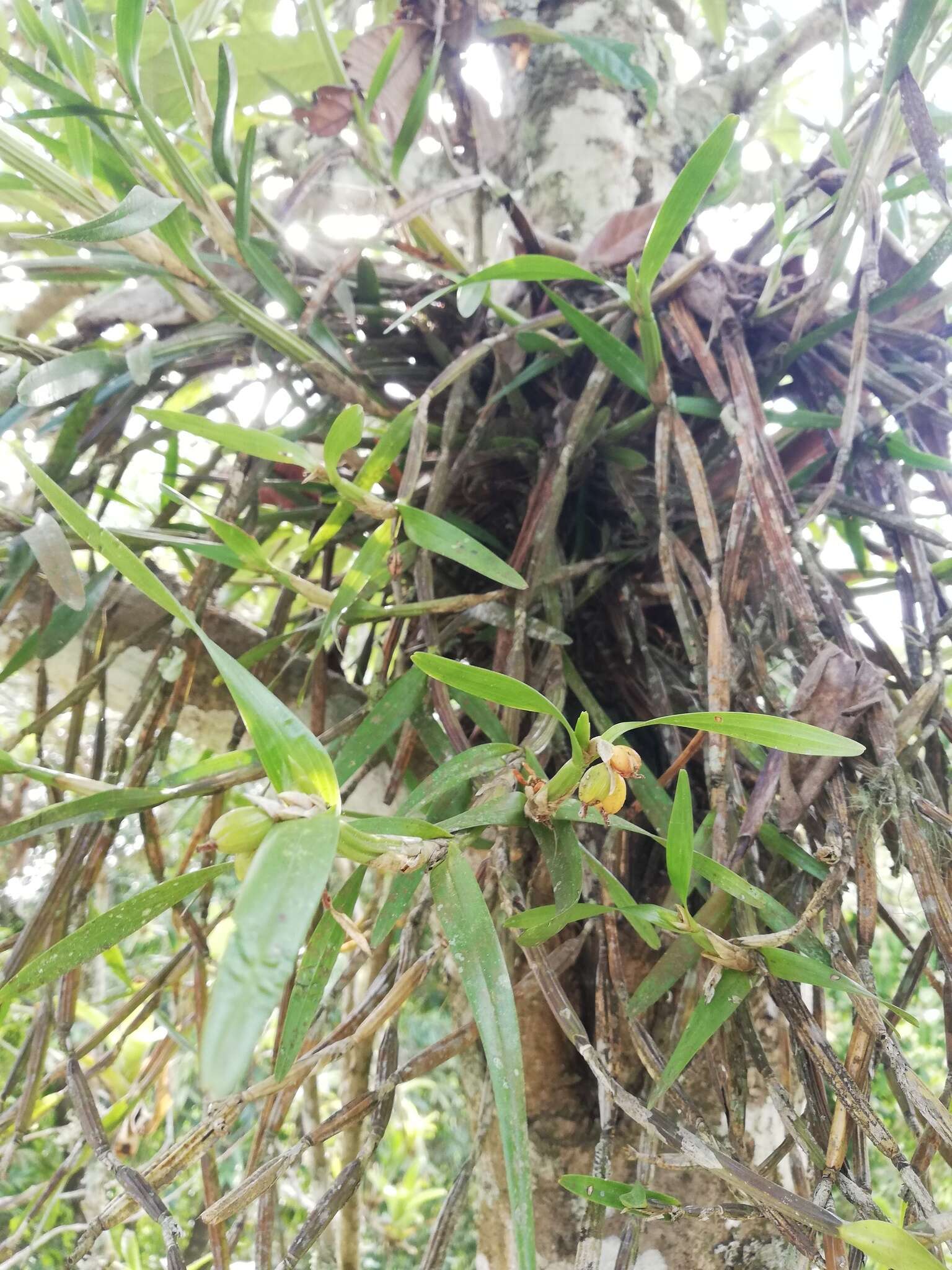 Image de Scaphyglottis imbricata (Lindl.) Dressler