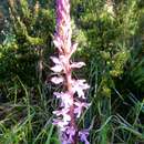 Image of Orchis patens Desf.