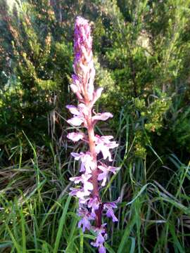 Image of Orchis patens Desf.