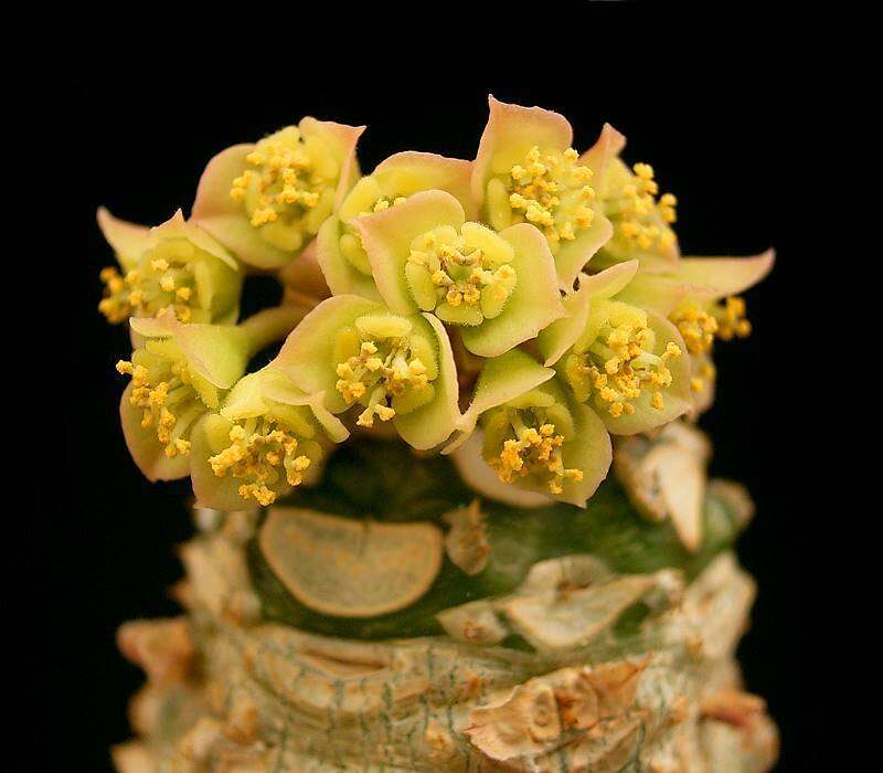 Image de Euphorbia alfredii Rauh